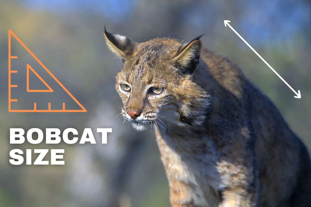 Image of a bobcat with tools to measure size.