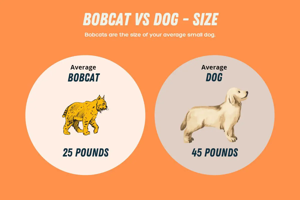 Bobcat Size and Appearance | Assorted Animals