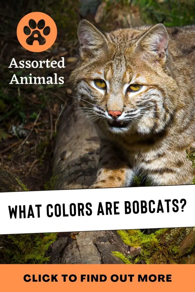 are bobcats nocturnal
