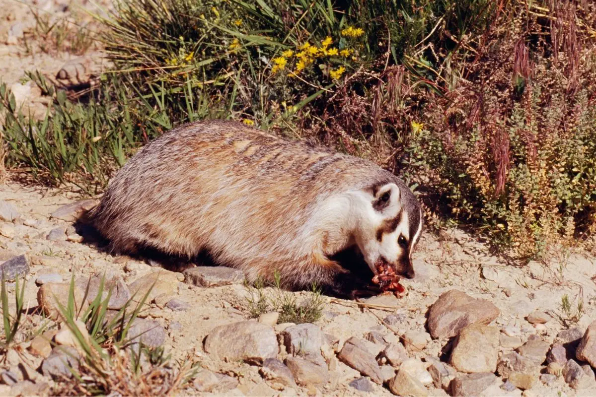 what-do-badgers-eat