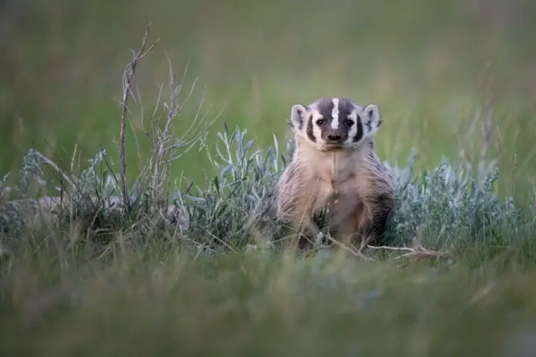 Where Do Badgers Live? Assorted Animals