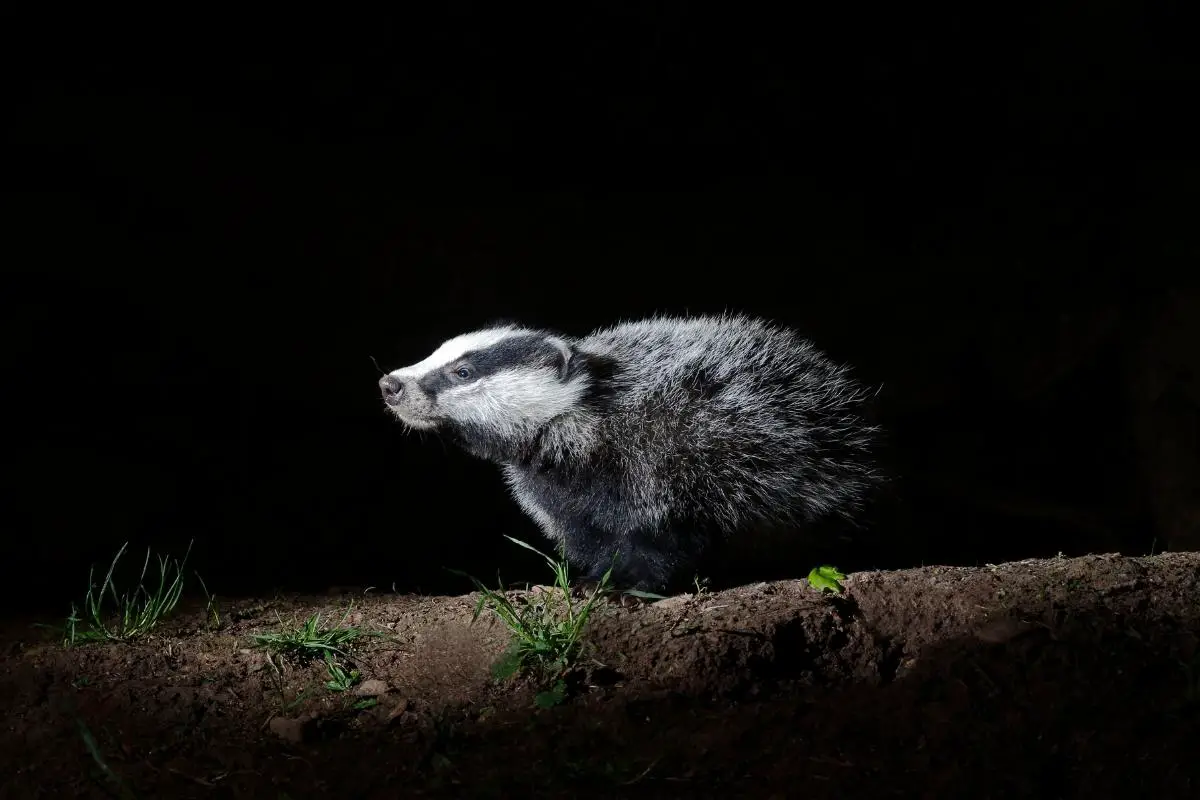 are-badgers-nocturnal