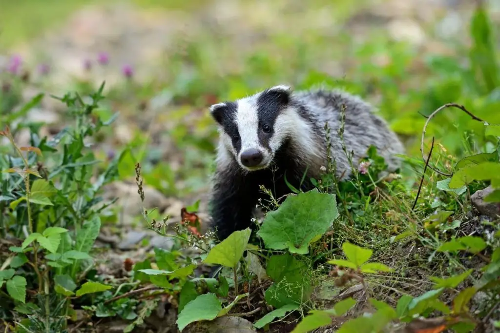 badger-habitat