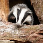 badgers-hibernate
