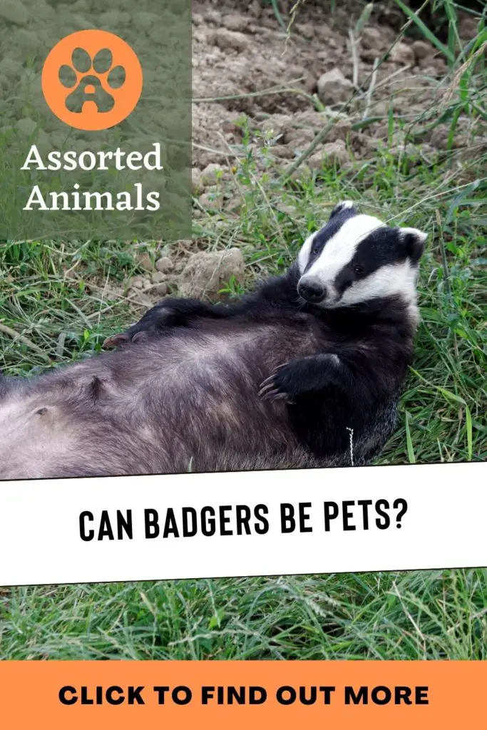 Badgers As Pets The Ultimate Guide Assorted Animals