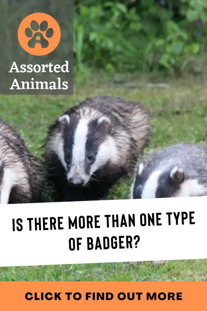 Types of Badgers | Badger Species | Assorted Animals