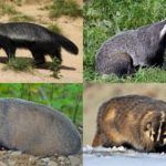 types-of-badgers
