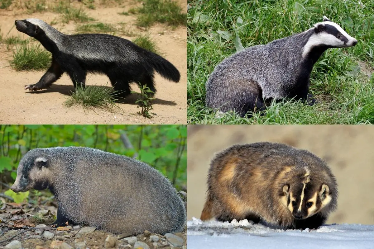 types-of-badgers-badger-species-assorted-animals