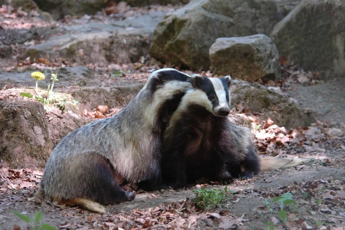 american-badger-wikipedia-the-free-encyclopedia-animals