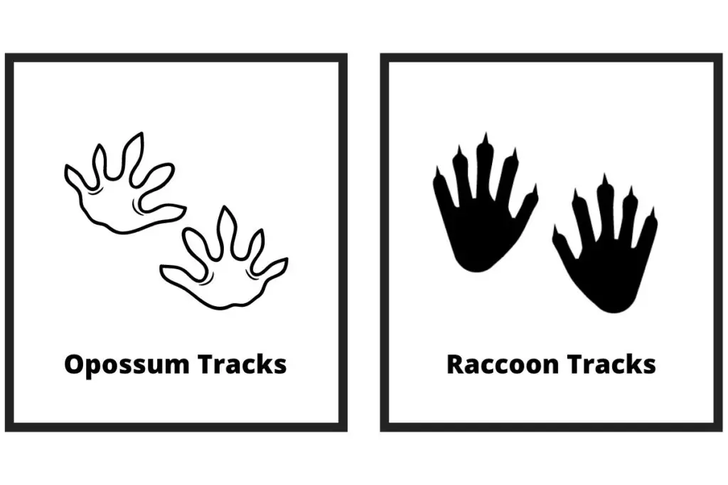 Opossum Tracks Vs Racoo