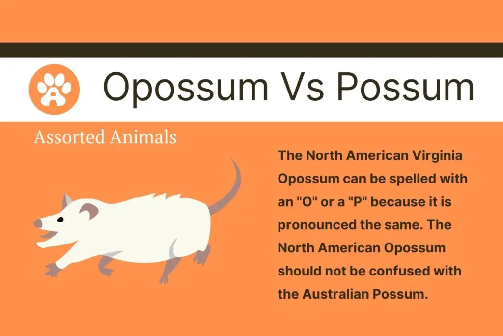Opossum Vs Possum