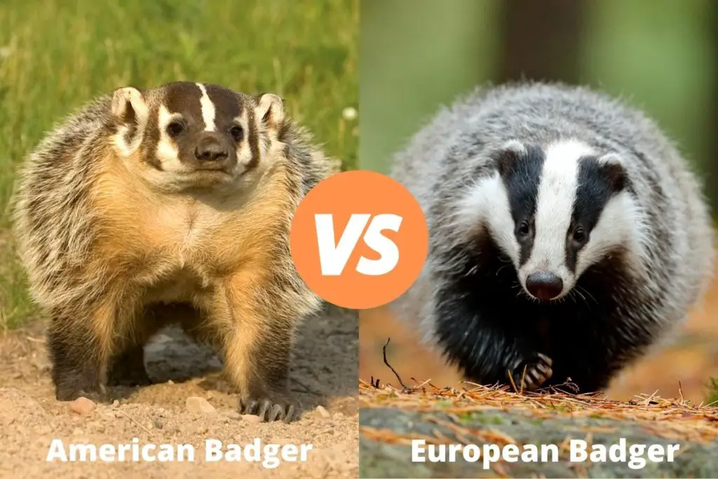 American badger