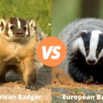 american-badger-vs-european-badger