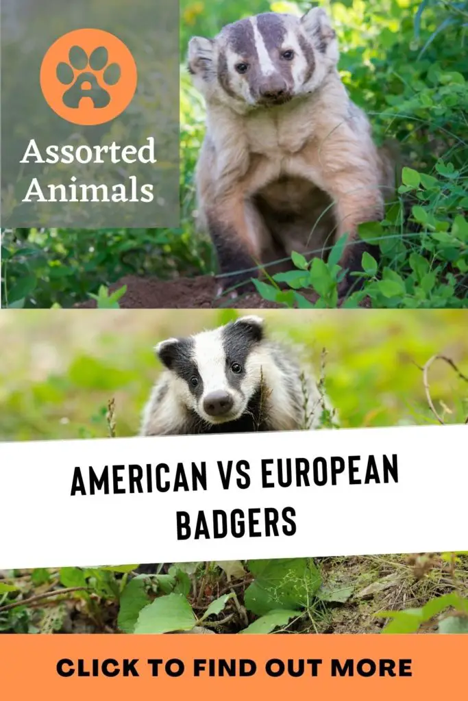 American Badger Vs European Badger | Assorted Animals