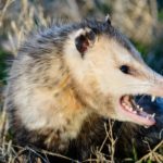 are-opossums-dangerous
