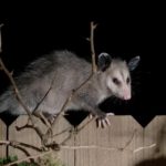 are-opossums-nocturnal