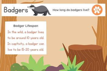 How Long Do Badgers Live? | Assorted Animals