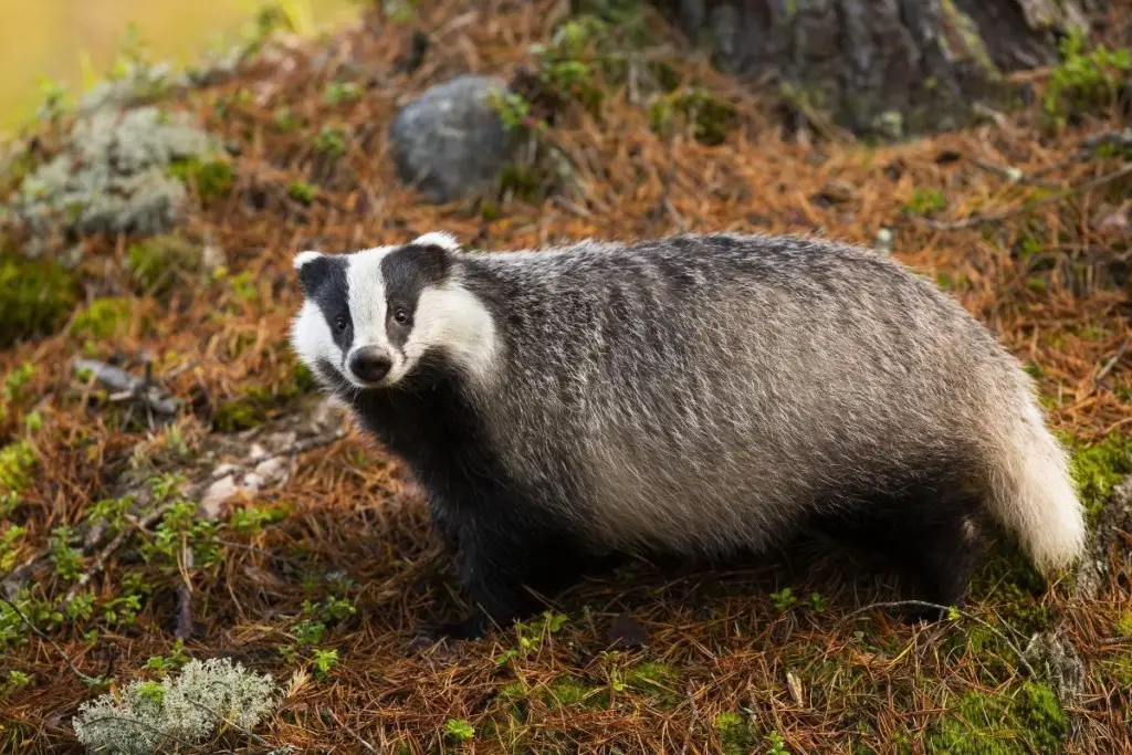 badger-tail