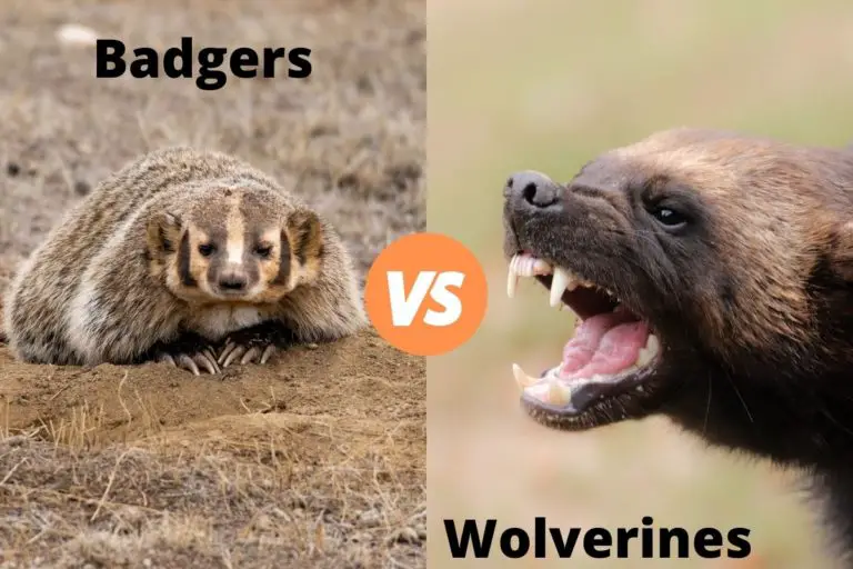 Badger Vs Wolverine | How They Compare | Assorted Animals