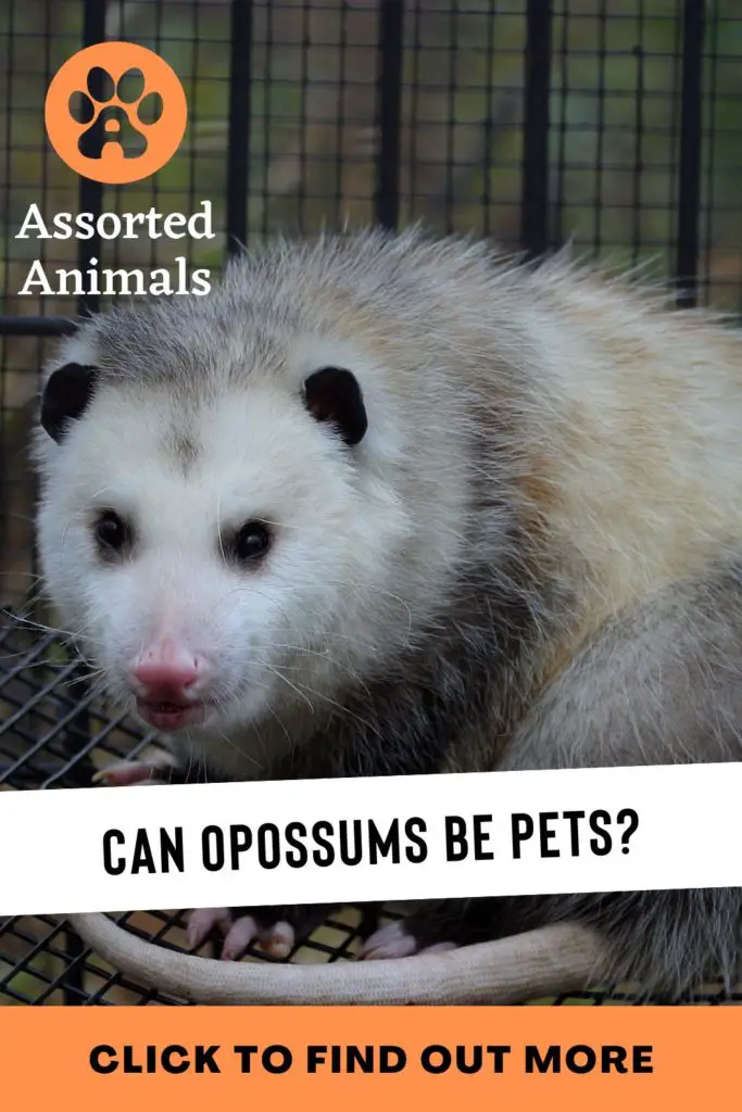 Opossums As Pets | Pet Opossum Care | Assorted Animals