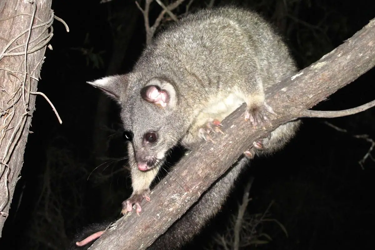 Do Possums Climb Trees? Assorted Animals