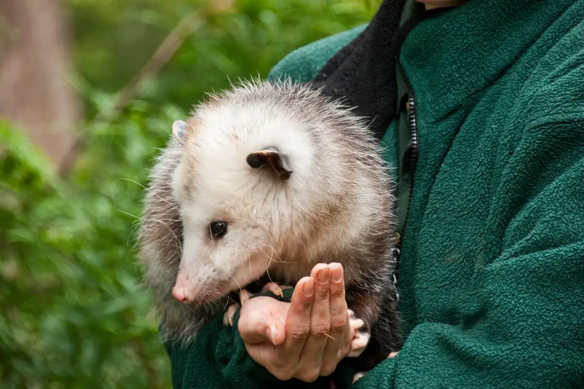 Opossums As Pets | Pet Opossum Care | Assorted Animals