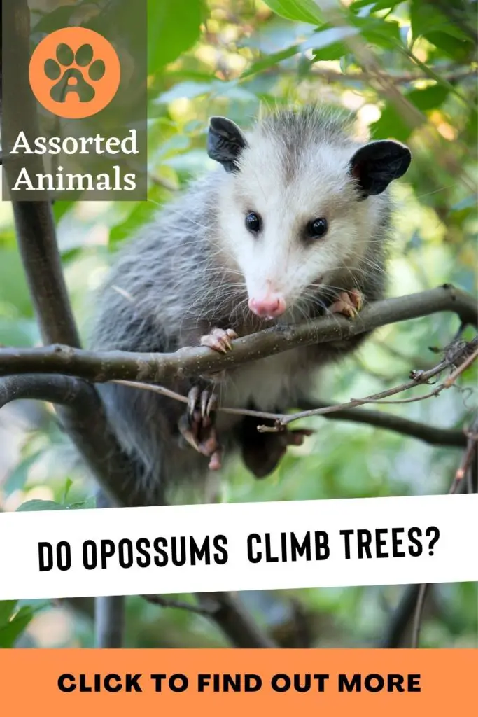 Do Possums Climb Trees? Assorted Animals