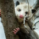 do-possums-climb-trees