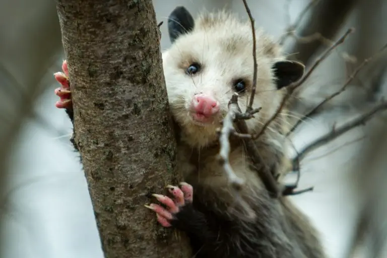 Do Possums Climb Trees? Assorted Animals