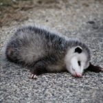 do-possums-play-dead