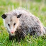 how-long-do-opossums-live