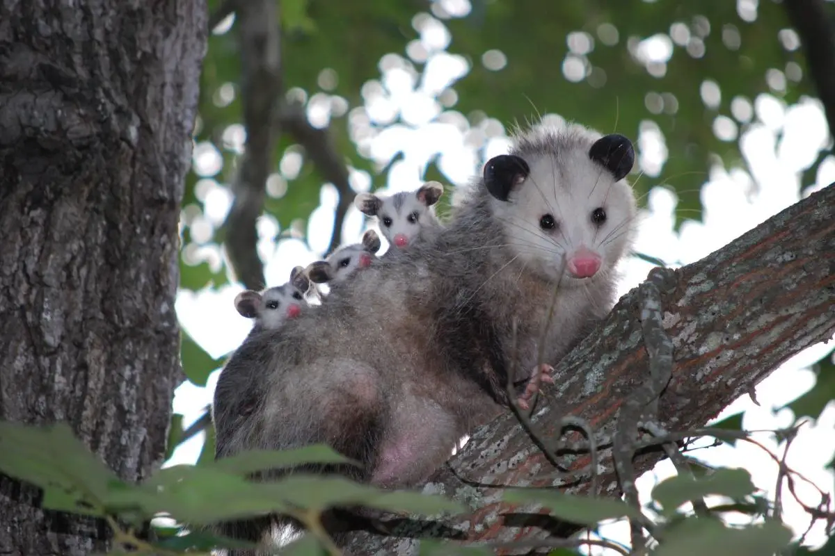 opossum-babies