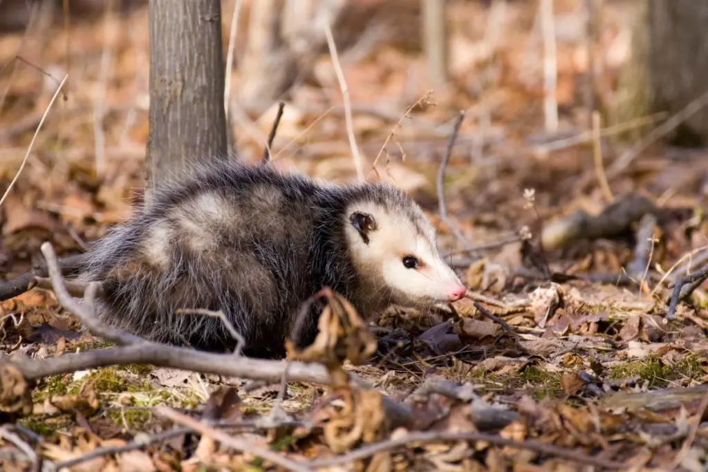 opossum-habitat