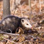 opossum-habitat