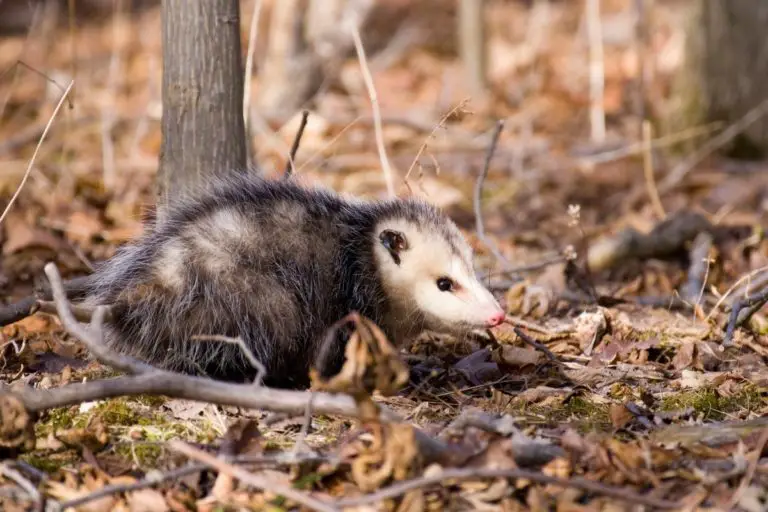 Opossum Habitat | Assorted Animals