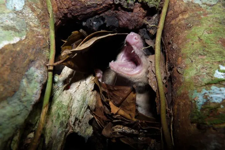 Opossum Nests | Opossum Dens | Assorted Animals