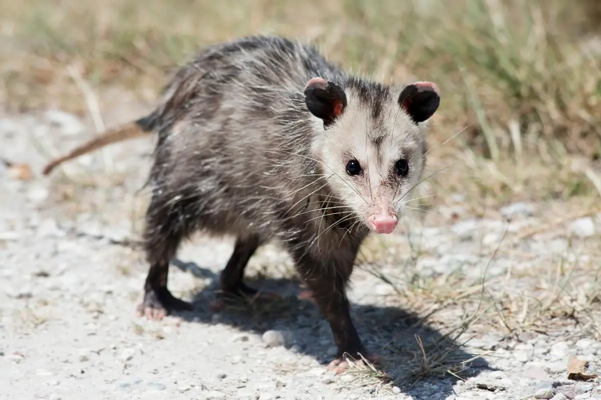 Opossum Vs Possum | The Ultimate Guide | Assorted Animals