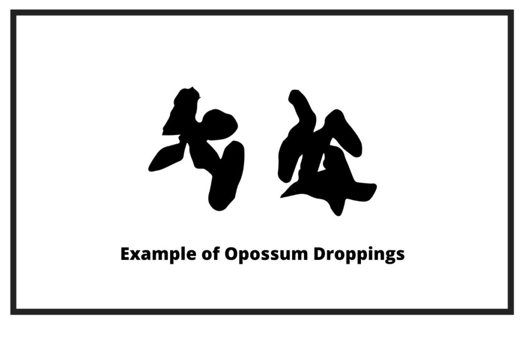 Opossum Poop | Ultimate Guide - Assorted Animals