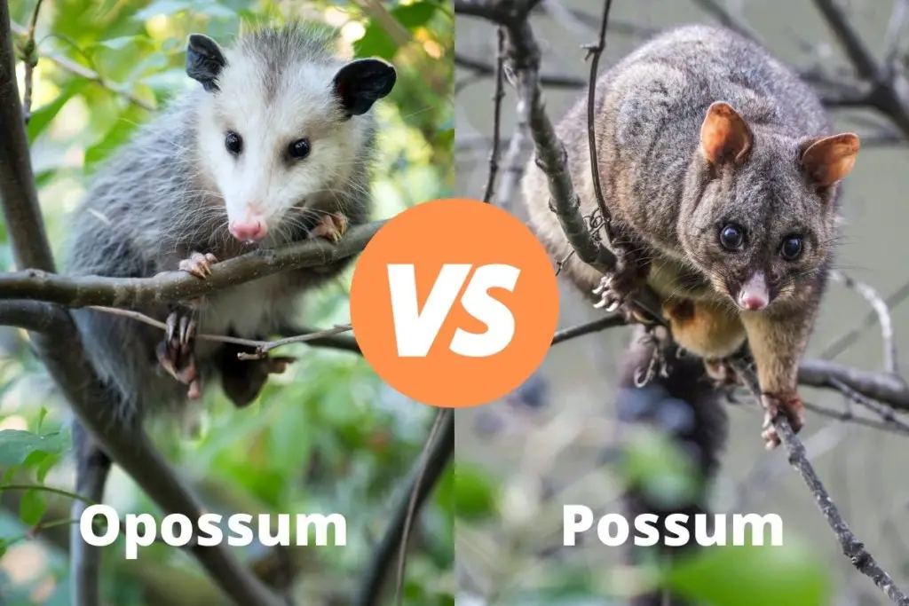 opossum-vs-possum