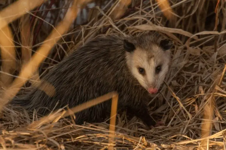 Opossum Nests | Opossum Dens | Assorted Animals