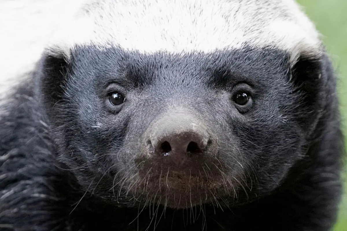what-do-honey-badgers-look-like