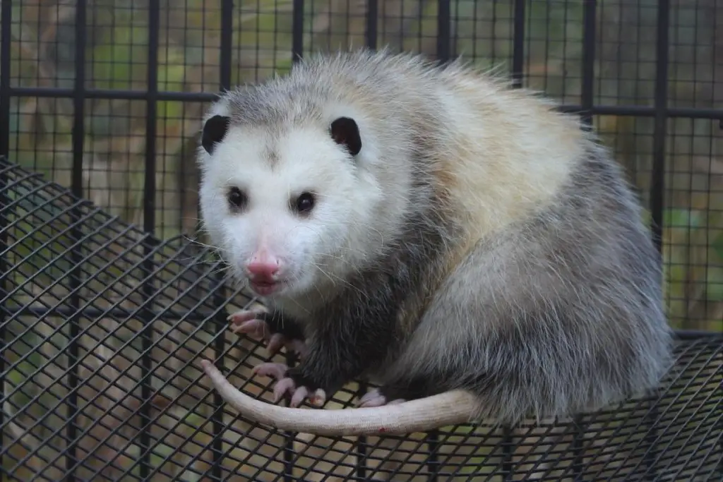 what-do-possums-look-like