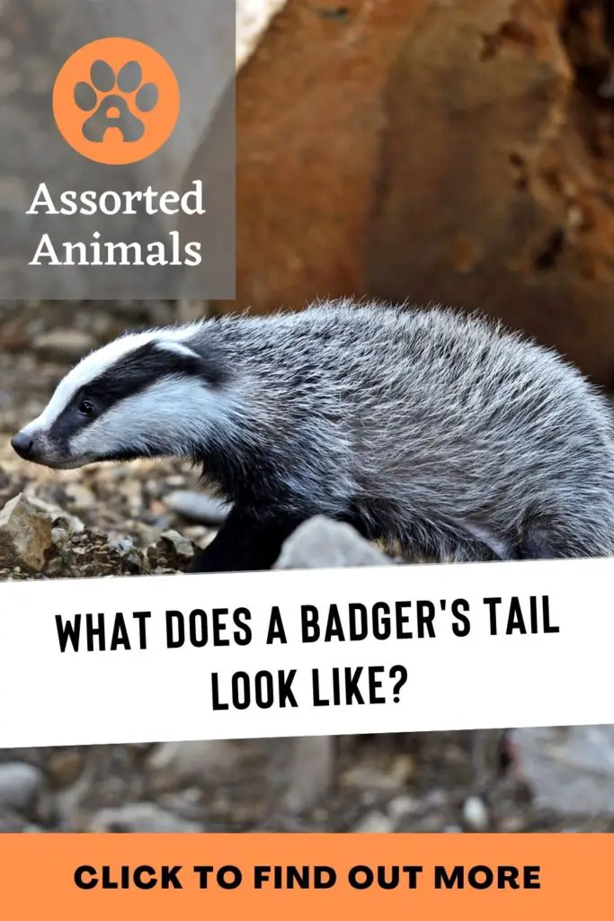 Badger Tail Do Badgers Have Tails? Assorted Animals