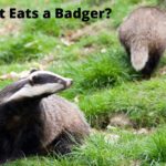 what-eats-a-badger