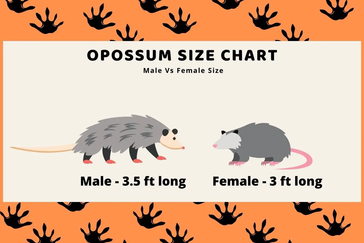 Opossum Size Assorted Animals