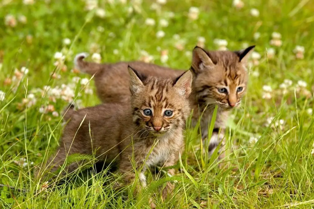 Bobcat Animal The Ultimate Guide Assorted Animals Bobcat Animal The Ultimate Guide Assorted Animals