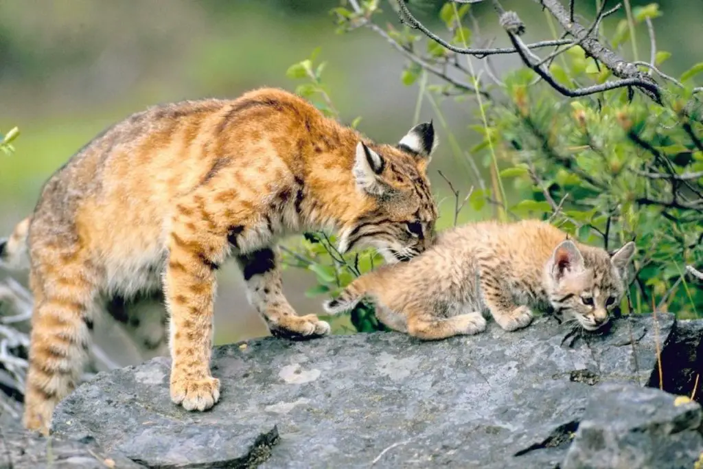 Bobcat Animal The Ultimate Guide Assorted Animals