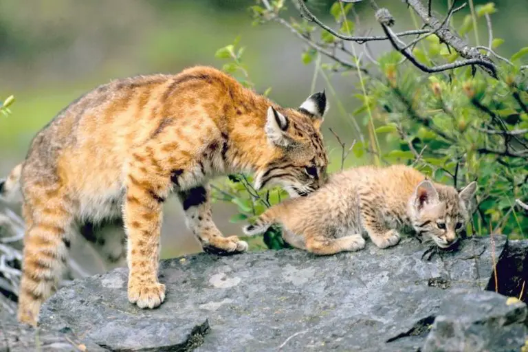 Bobcat Animal The Ultimate Guide Assorted Animals Bobcat Animal The Ultimate Guide Assorted Animals