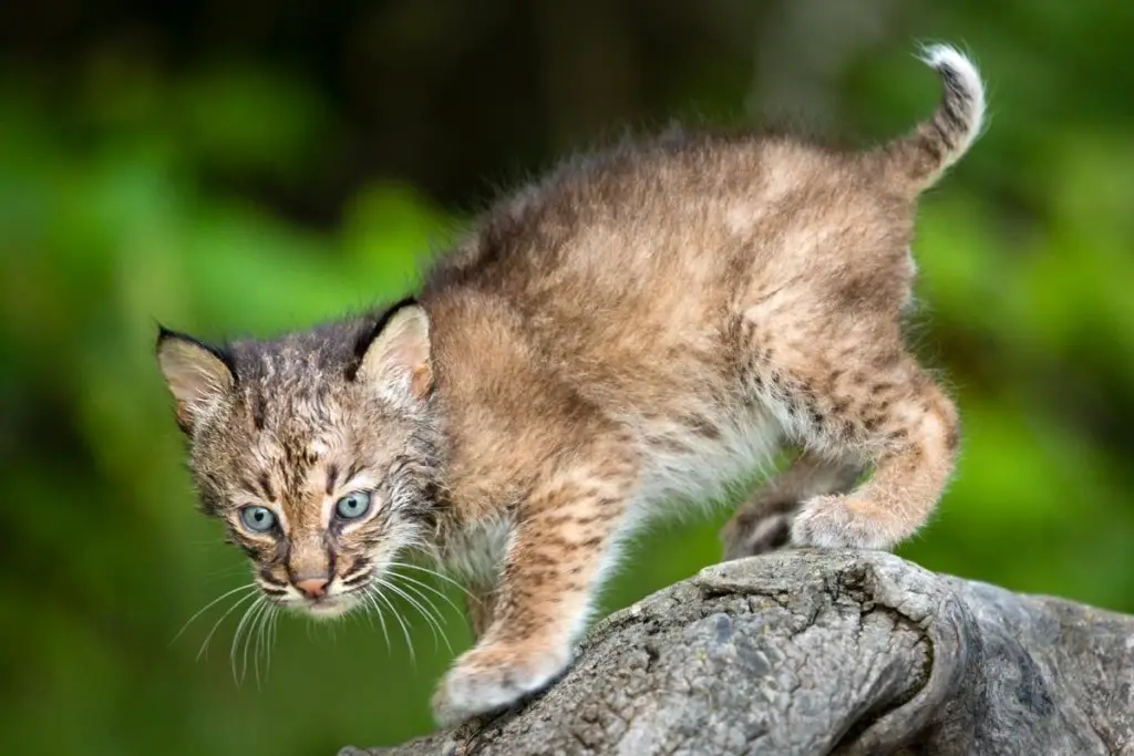 bobcat-kitten-tail
