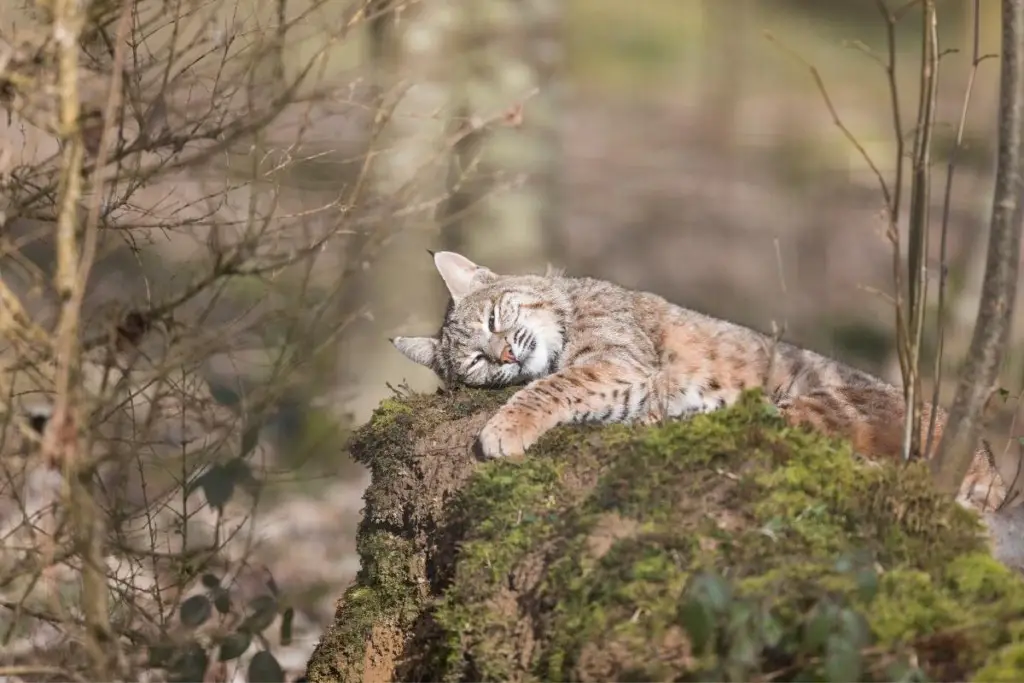bobcat-sleeping